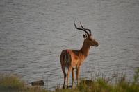 Südafrika - Pilanesnationalpark - Impala