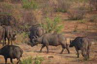 Südafrika - Pilanesnationalpark - Büffel