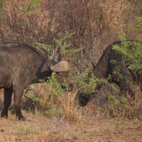 Südafrika - Pilanesnationalpark - Büffel