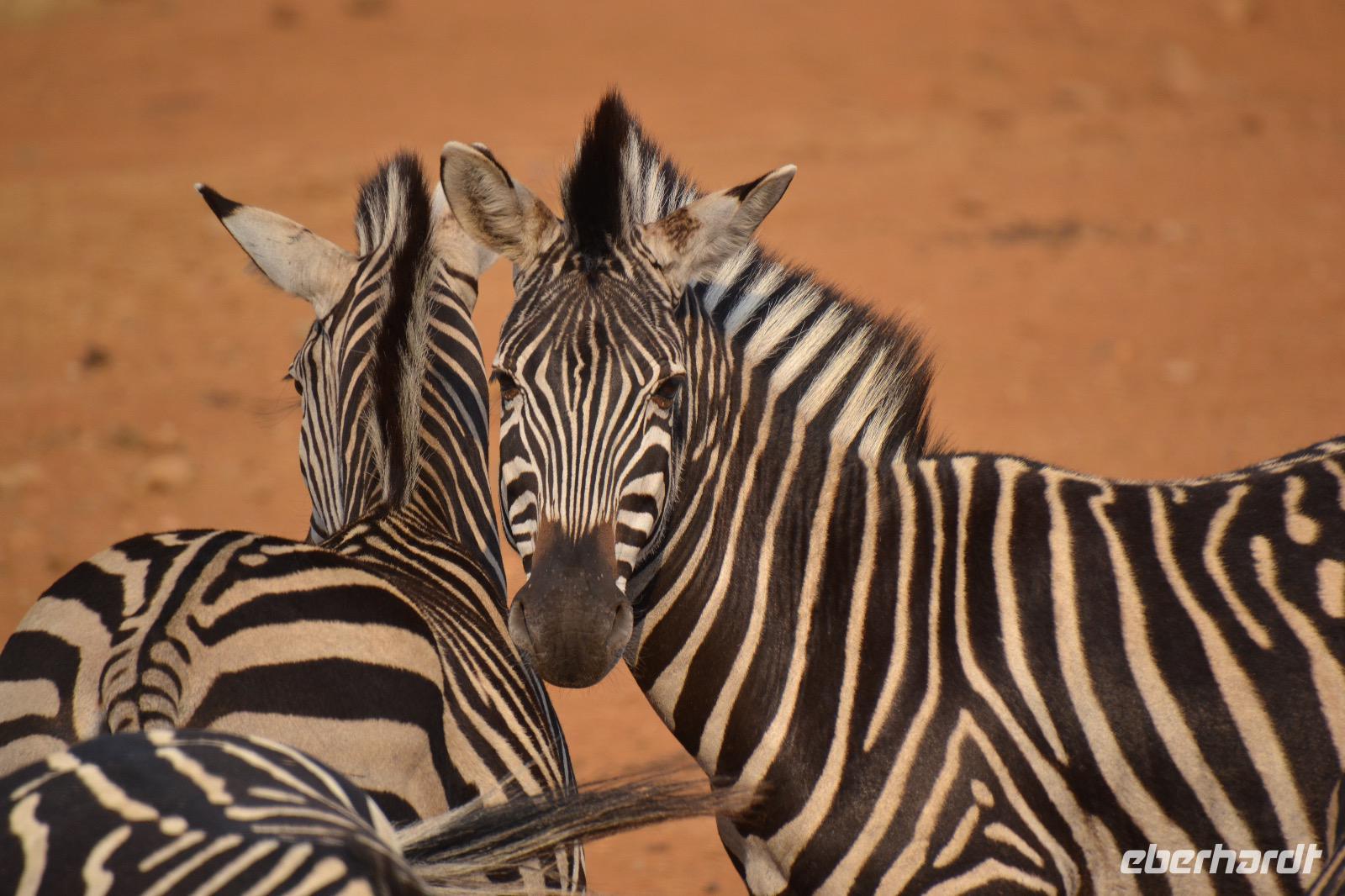 Südafrika - Pilanesnationalpark - Zebra