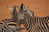 Südafrika - Pilanesnationalpark - Zebra