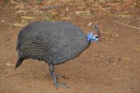 Südafrika - Pilanesnationalpark - Perlhuhn