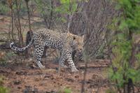 Südafrika - Pilanesnationalpark - Leopard
