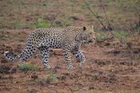 Südafrika - Pilanesnationalpark - Leopard