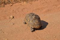 Südafrika - Pilanesnationalpark - Leopardenschildkröte