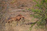 Südafrika - Pilanesnationalpark - Warzenschwein