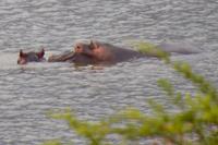 Südafrika - Pilanesnationalpark - Flusspferd