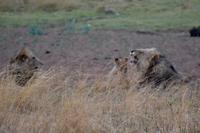 Südafrika - Pilanesnationalpark - Löwe
