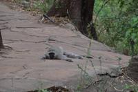 Südafrika - Sun City Wegbegleiter