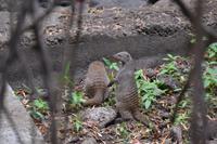 Südafrika - Sun City Wegbegleiter