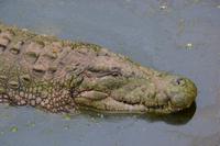 Südafrika - Sun City - Krokodil