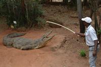 Südafrika - Sun City - Krokodil