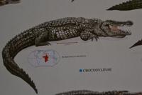 Südafrika - Sun City - Krokodil