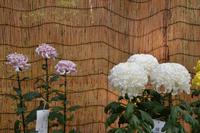 Japan - Wappen der Königsfamilie 