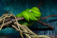 Australien - Grüner Baumpython