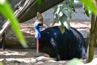 Australien - Cassowary