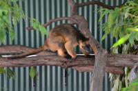 Australien - Baumkänguroo