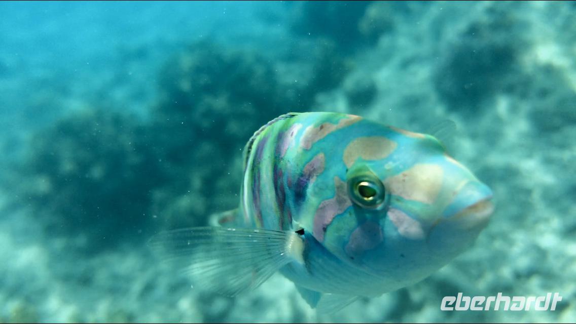 Australien - Great Barrier Reef