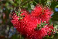 Australien - Blue Mountains