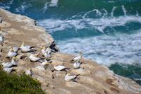 Neuseeland - Tölpelkolonie