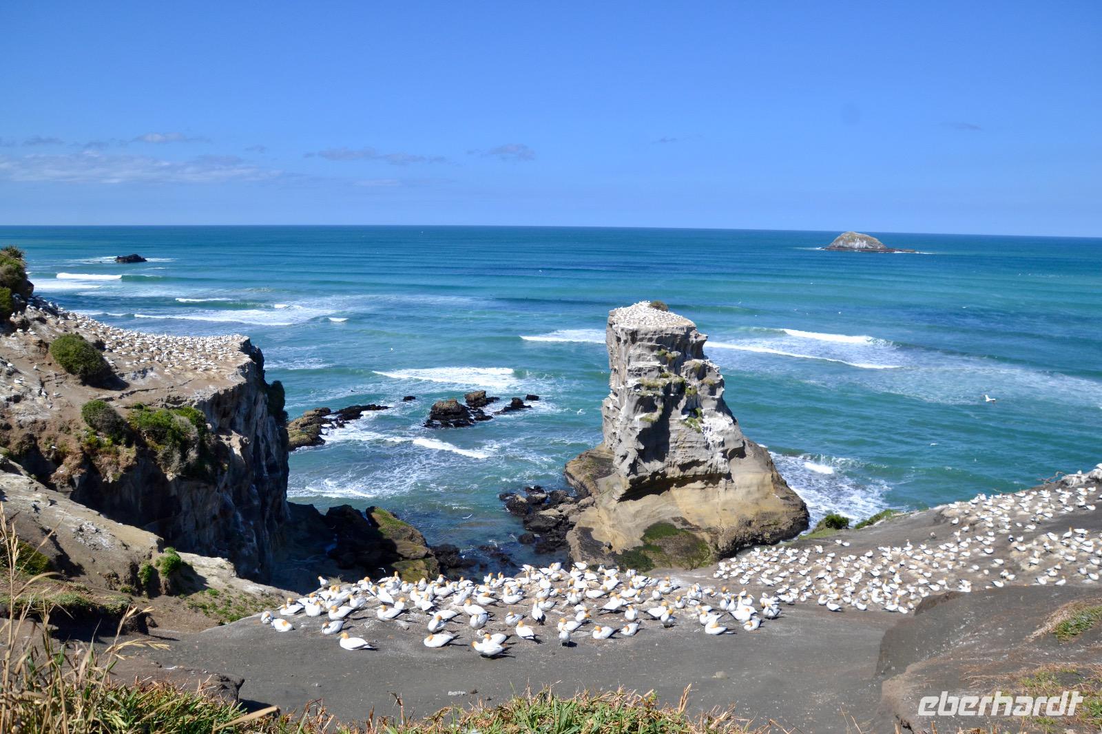 Neuseeland - Muriwai Beach