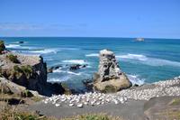 Neuseeland - Muriwai Beach