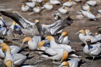 Neuseeland - Tölpelkolonie