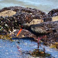 Neuseeland - Schwarzer Austernfischer