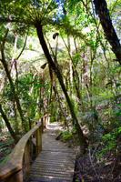 Neuseeland - Skulpturenwald