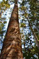 Neuseeland - Kaure-Baum