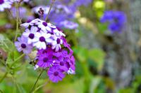 Neuseeland Wegbegleiter