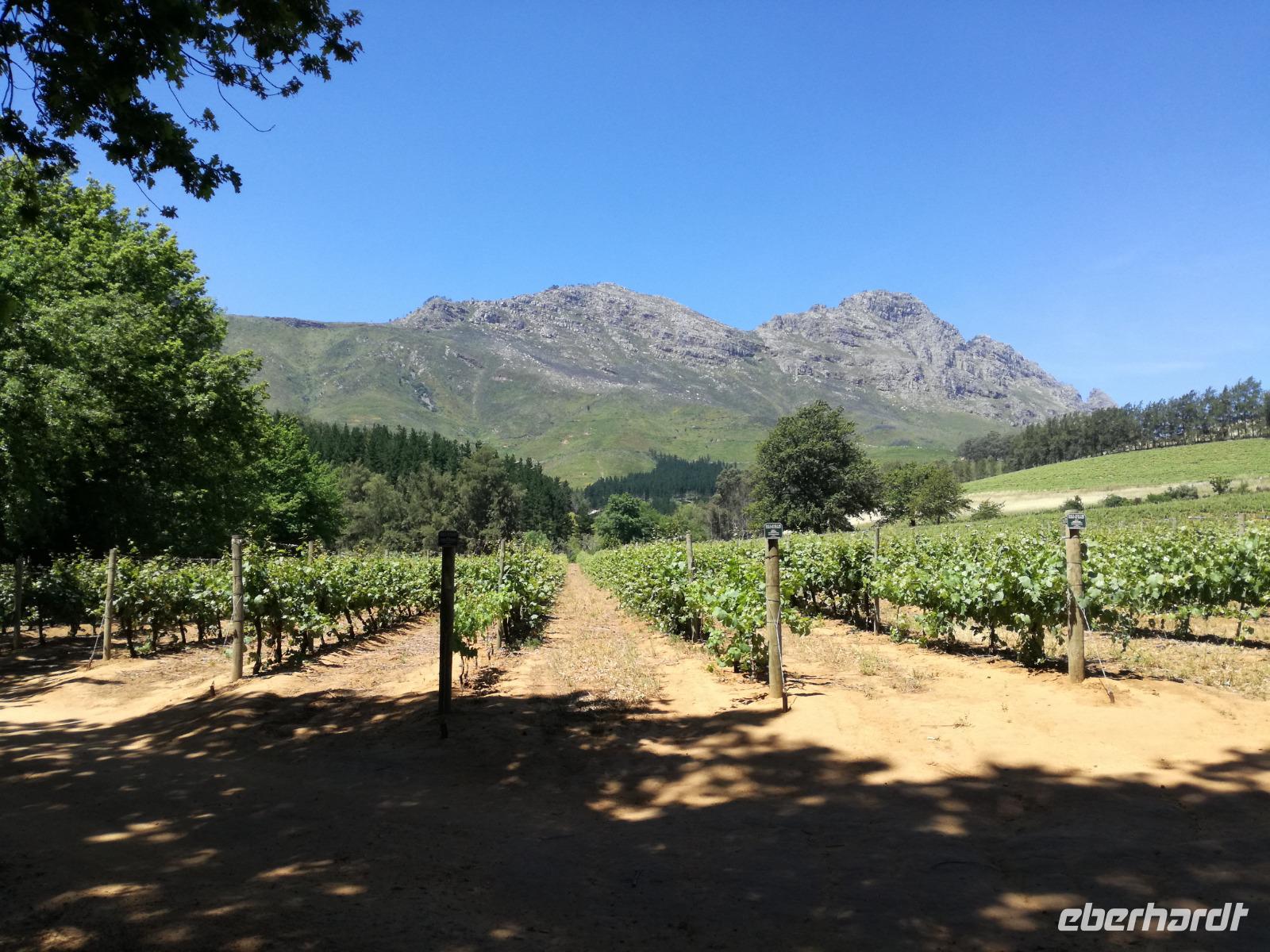 Weingut Delheim Stellenbosch