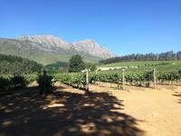 Weingut Delheim Stellenbosch