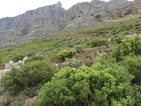 Tafelberg Kapstadt