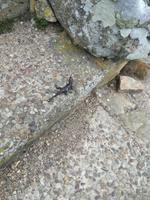 Kap der Guten Hoffnung