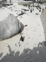 Boulders Beach