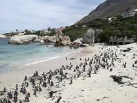 Boulders Beach