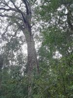 Tsitsikamma-Nationalpark