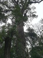 Tsitsikamma-Nationalpark