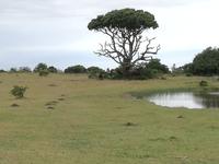 Kariega Nationalpark