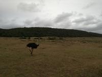 Kariega Nationalpark