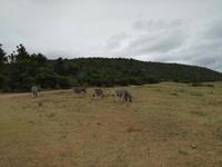 Kariega Nationalpark