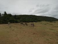 Kariega Nationalpark