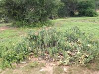 Kariega Nationalpark