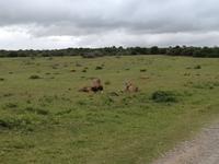 Kariega Nationalpark