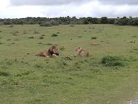 Kariega Nationalpark