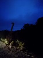 Kariega Nationalpark