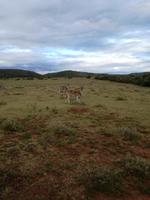 Kariega Nationalpark