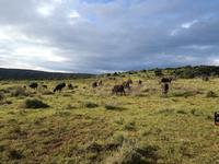 Kariega Nationalpark