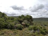 Kariega Nationalpark